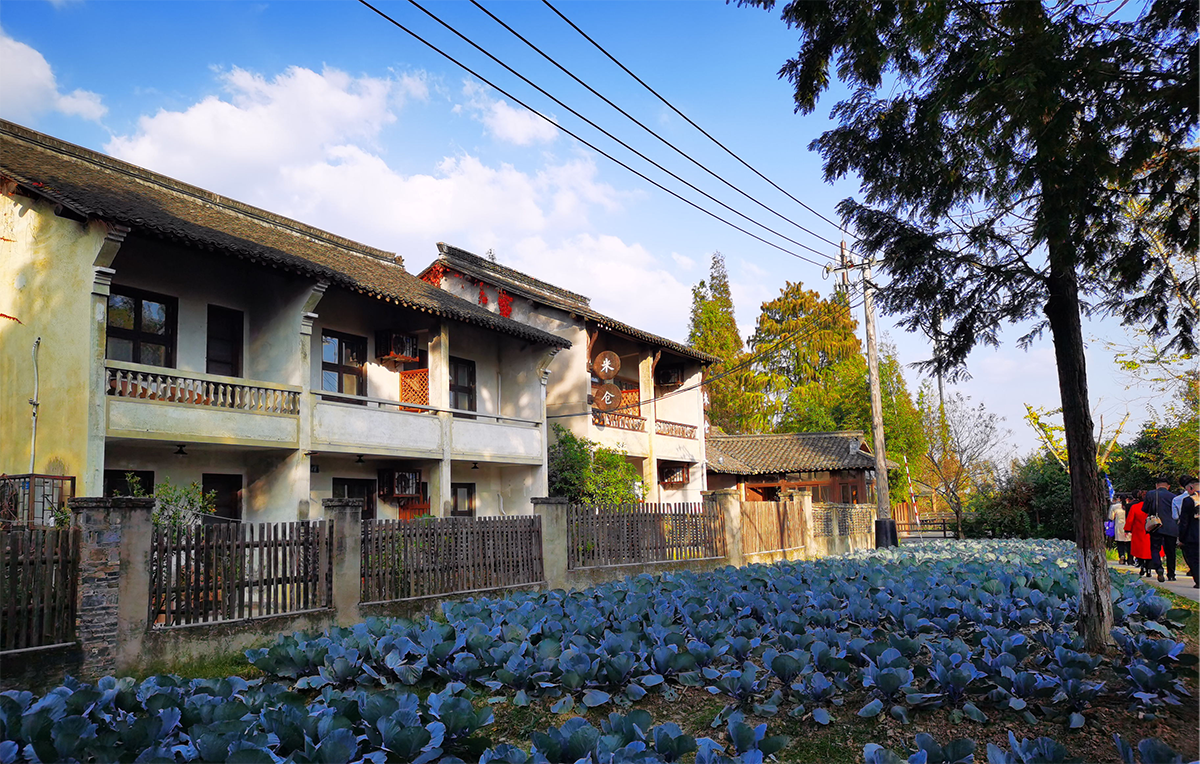 鄉村振興課題（八）丨鄉村振興項目調研之鄉村旅游篇——走進烏鎮（烏村、西柵、互聯網國際會展中心）