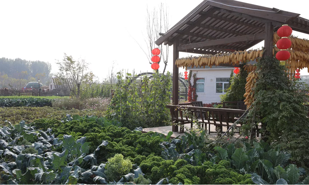 鄉(xiāng)村振興課題（五）丨鄉(xiāng)村振興項目操盤要點之農(nóng)業(yè)產(chǎn)業(yè)園篇——走進西姜寨愛思嘉現(xiàn)代農(nóng)業(yè)產(chǎn)業(yè)園