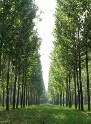 南樂縣國家儲備林基地二期（設計-采購-施工）EPC項目